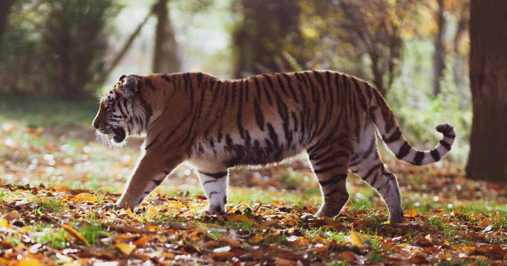 A tiger in a forest