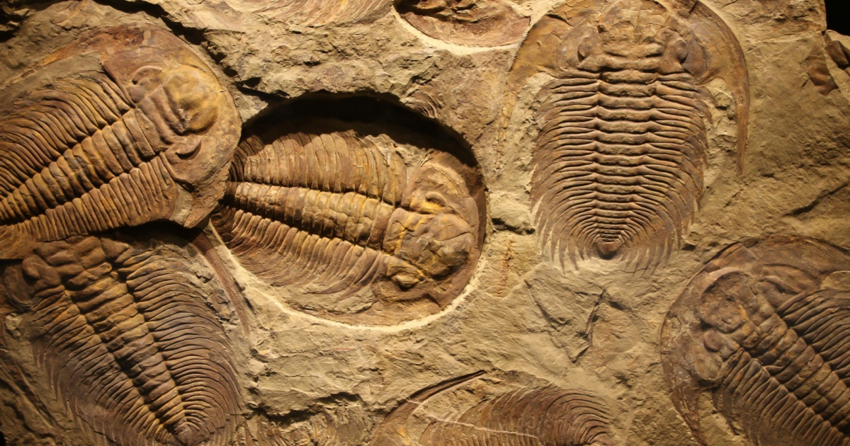 Trilobite fossil