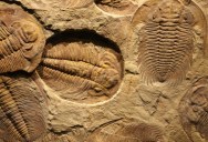 Chitin Found In Trilobite Fossils That Are A Half A Billion Years Old Proves That This Essential Compound Is Much Older Than Previously Known