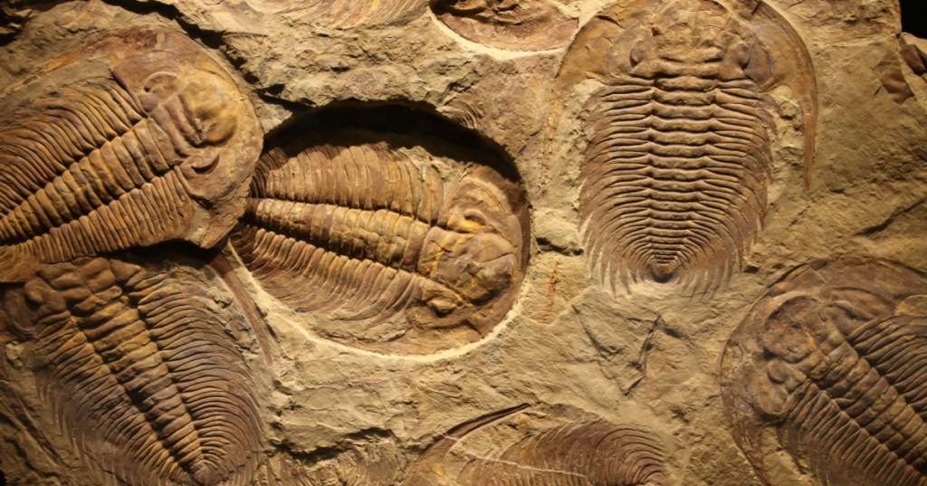 Trilobite fossil