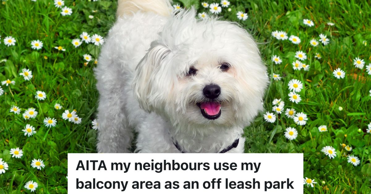 white dog in the grass