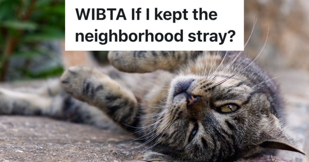 stray cat on its back