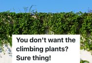 Woman Grows Plants On The Side Of A Tall Fence Between Her House And The Neighbor’s House, But When A New Neighbor Buys The Property, He Wants The Plants Gone