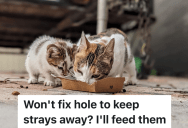 Landlord Refuses To Fix The Holes In The Fence, So The Tenant Starts Feeding The Stray Cats