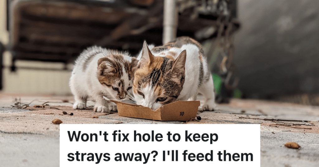 stray cat and kitten eating out of a box