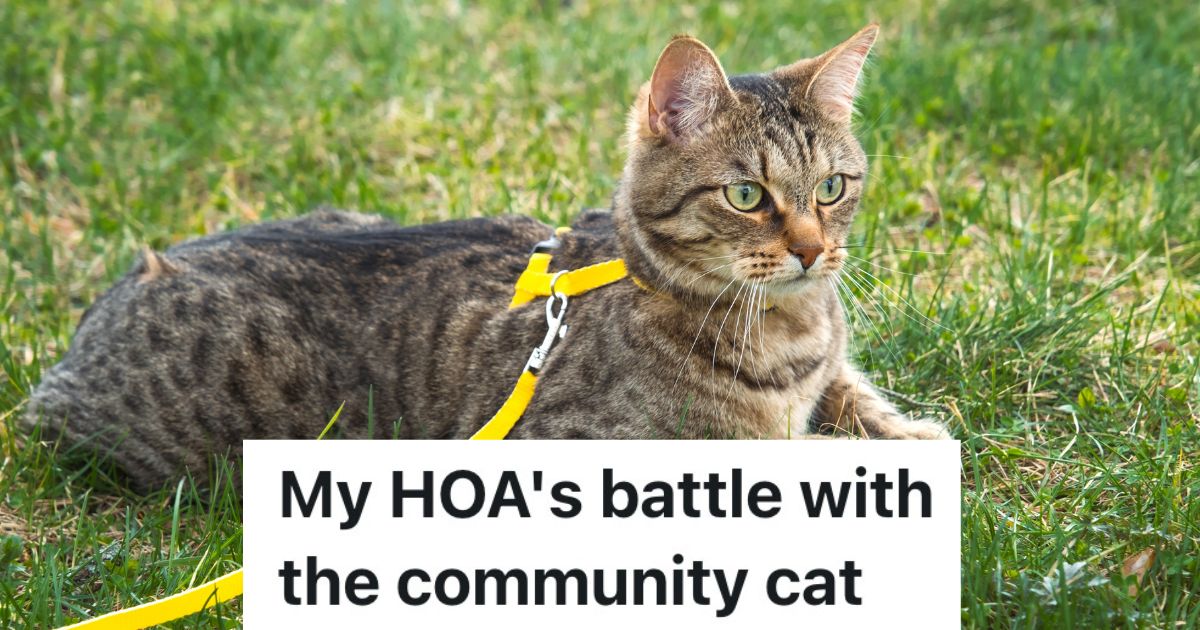 cat on a yellow leash in green grass