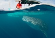 With The Help Of Tourists And Tour Operators, Scientists Track The Longest Whale Shark Migration Ever Witnessed