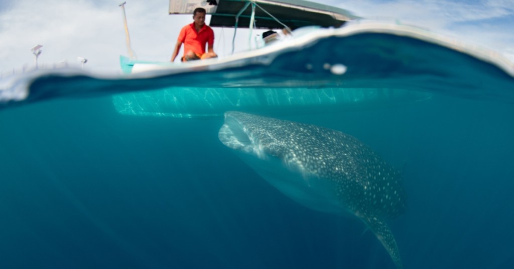 Whale shark and tour boat