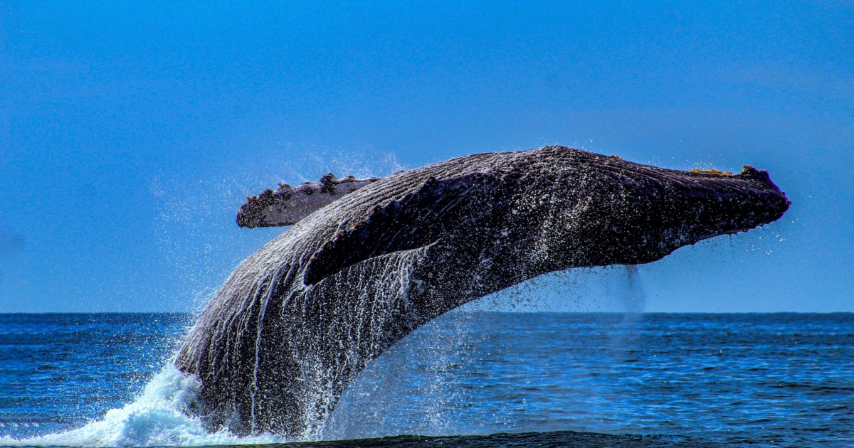 La exploración de ballenas en aguas profundas a lo largo de la costa de Argentina revela 28 nuevas especies y el arrecife de coral Bathelia más grande del mundo