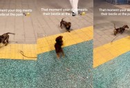 Two Dachshund Best Friends Got Excited When They Saw Each Other At A Dog Park