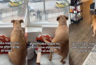 He Couldn’t Contain His Excitement When His Owner Finally Returned After a Week Away