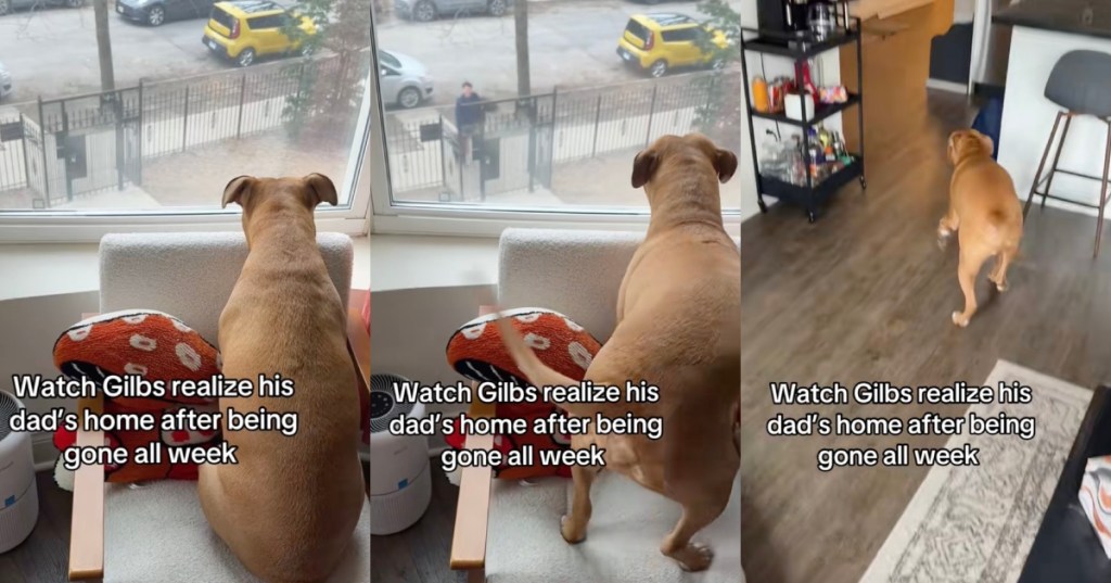 dog on a chair