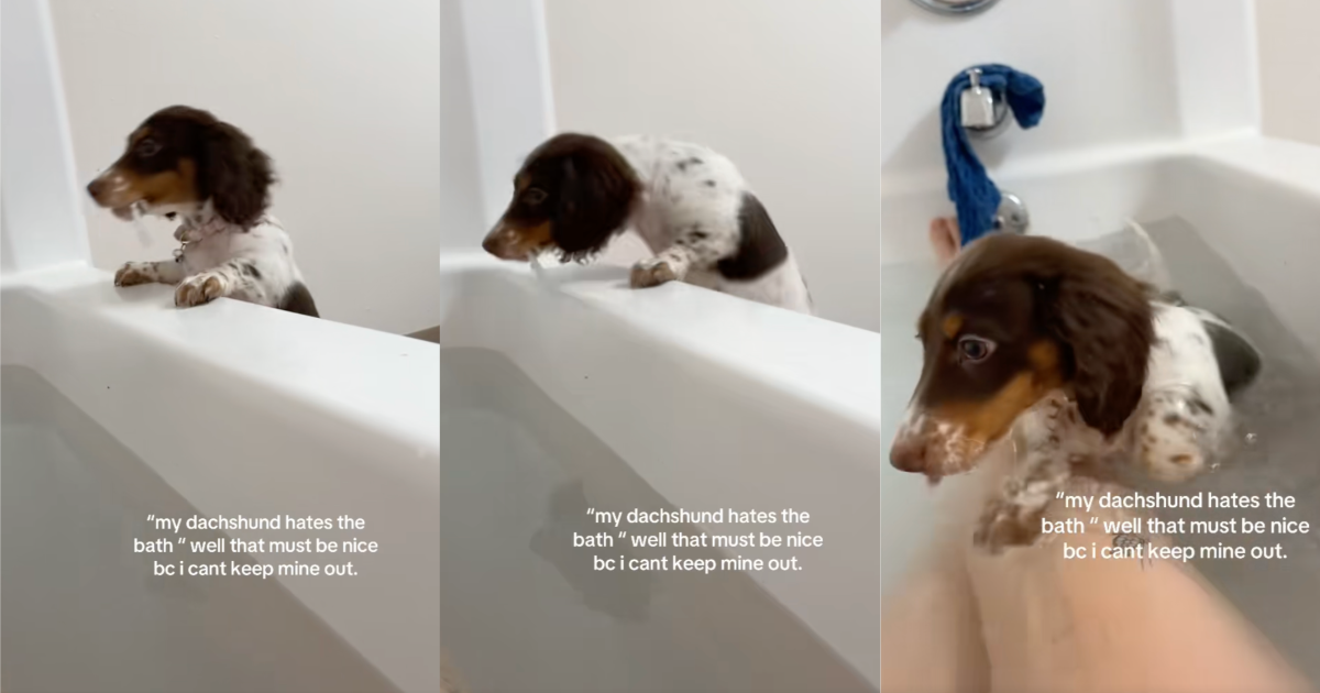 A Dachshund Jumped Into A Bathtub With Her Owner