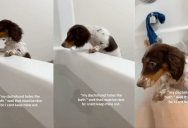 A Dachshund Jumped Into A Bathtub With Her Owner