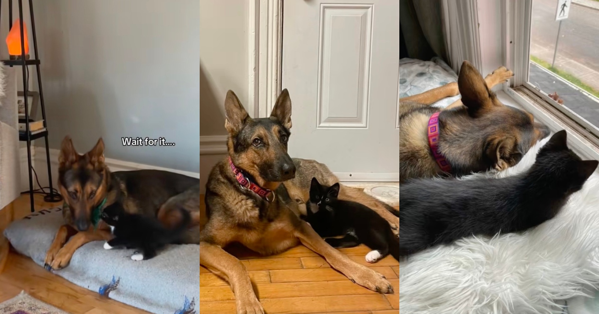 dog and cat playing