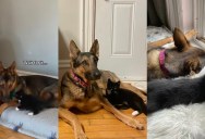 A Dog Became Fast Friends With A New Kitten That His Owner Adopted