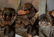 She Feared Her Cat and Dog Would Clash, but the Pair Quickly Formed an Adorable Bond
