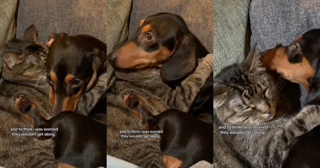 dog and cat snuggling