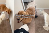 A Golden Retriever Is Afraid Of His Dog Sibling’s Cone