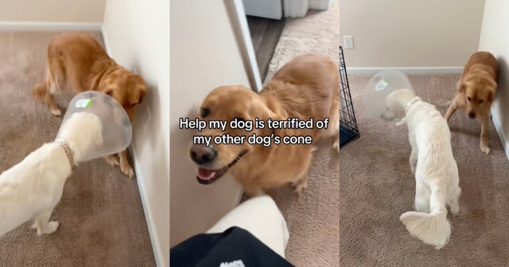 two dogs in a room