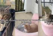 Woman Reveals How Her Porch Became a Favorite Hangout Spot for Neighborhood Cats