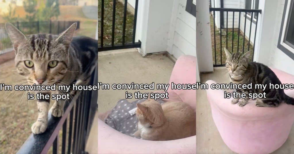 cats on a porch