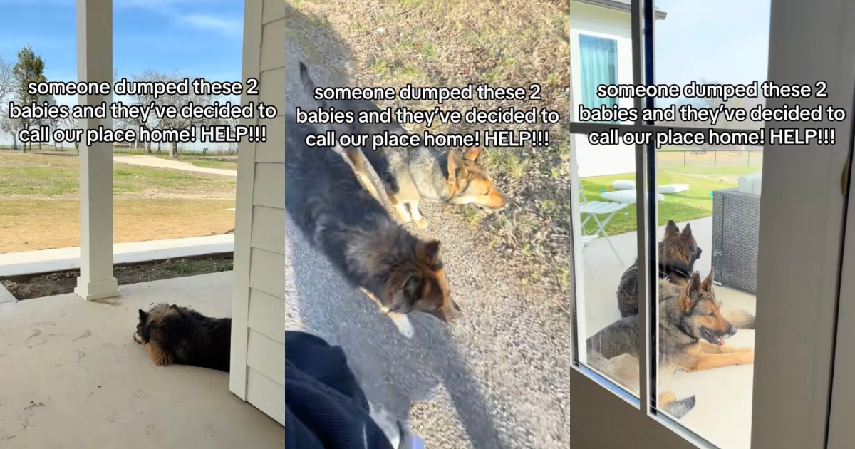 Abandoned and Terrified: How Two Devastated German Shepherds Were Completely Transformed by a Woman’s Act of Kindness woman with two dogs
