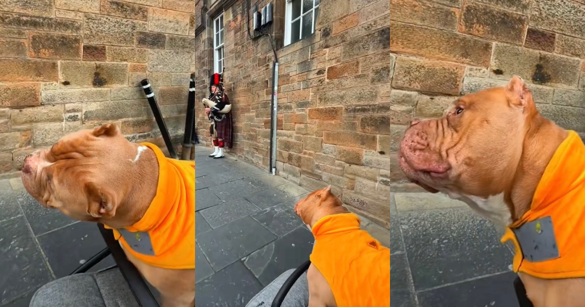dog listening to bagpipes