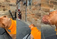 A Dog Had A Funny Reaction The First Time He Heard Someone Play The Bagpipes