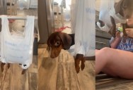 An Owner Came Up With A Creative Way To Cut Her Dachshund’s Nails