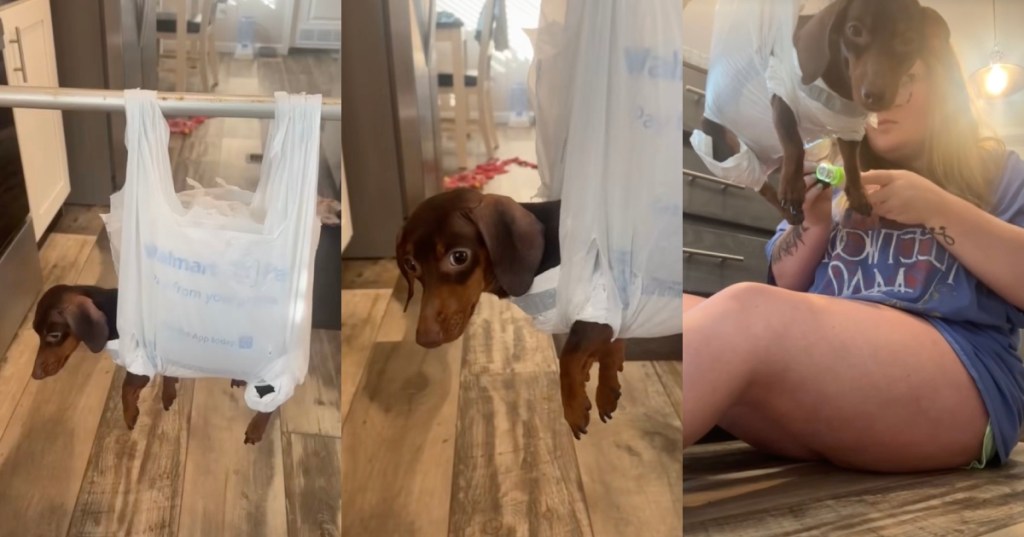 dog getting its nails cut