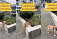 A Dog Found A Piece Of Fried Chicken And Now He Checks The Same Spot Every Time He Goes On A Walk