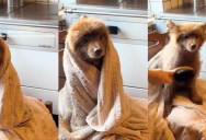 An Owner Shared How Her Dog Likes To Dry Off After A Bath