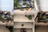 A Dog Made A Huge Mess While His Owner Was Gone