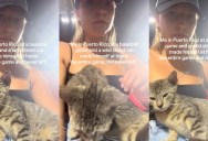 A Baseball Game in Puerto Rico Took a Heartwarming Turn When a Stray Cat Chose One Fan