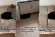 An Owner Thought She Was Talking To Her Cat…But It Turned Out To Be A Black Bag