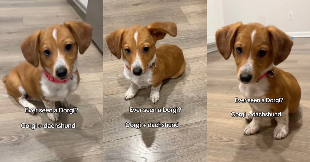 puppy sitting on floor