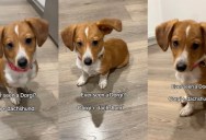 The Dorgi Explosion: How a Unique Dachshund-Corgi Mix Captured the Hearts of Millions Online