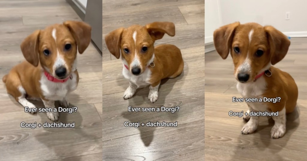 puppy sitting on floor