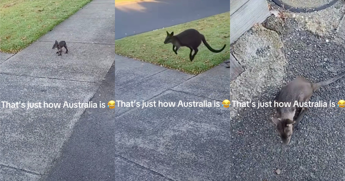 kangaroo hopping down the street