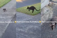 A Wallaby Dropped Her Baby Out Of Her Pouch And Kept Hopping Away