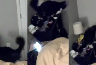 A Pet Camera Showed That A Cat Was Getting Into His Owner’s Medication