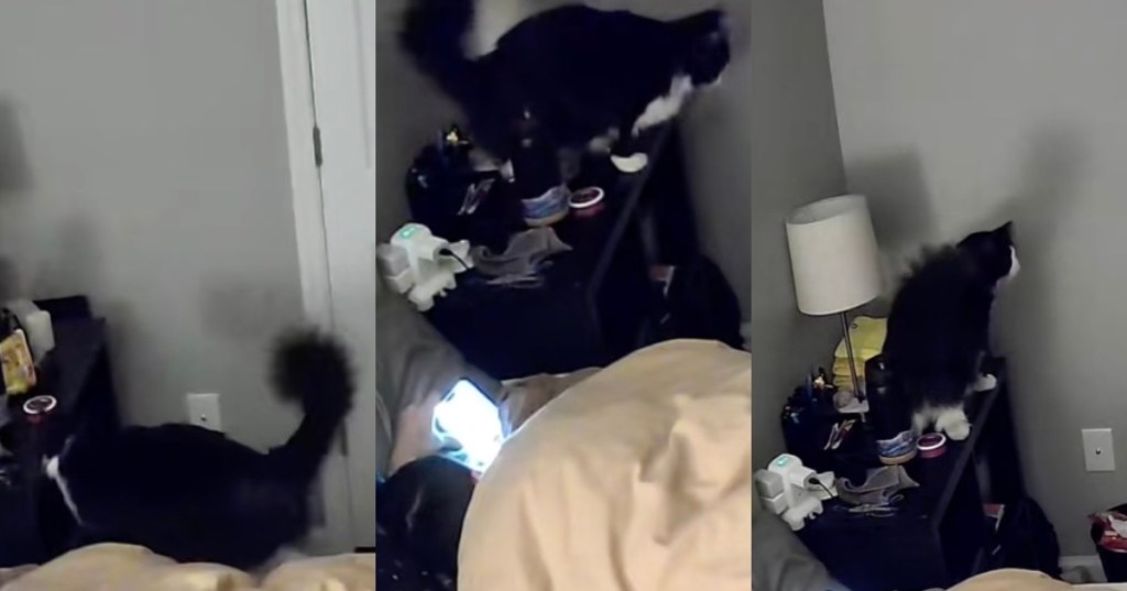 cat on a nightstand