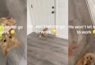 A Cat Tried To Keep His Owner From Leaving The House To Go To Work