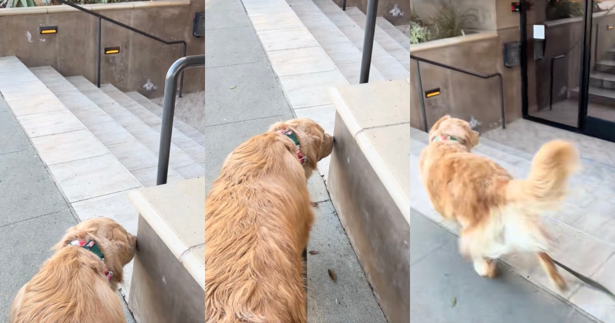 dog on a walk