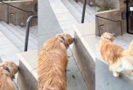 A Dog Does Something Funny In The Same Place Every Time He Takes A Walk