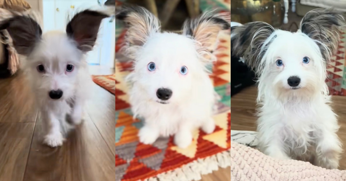 She Thought Her Puppy Would Eventually Grow Into Those Huge Ears, but They Only Got More Adorable dog with big ears
