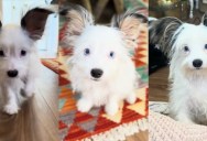 She Thought Her Puppy Would Eventually Grow Into Those Huge Ears, but They Only Got More Adorable
