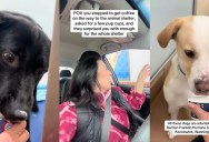 A Woman Got Pup Cups For All The Dogs In A Shelter