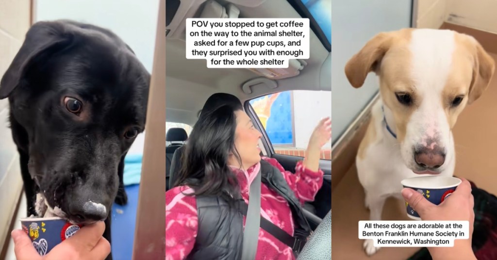 dogs getting pup cups